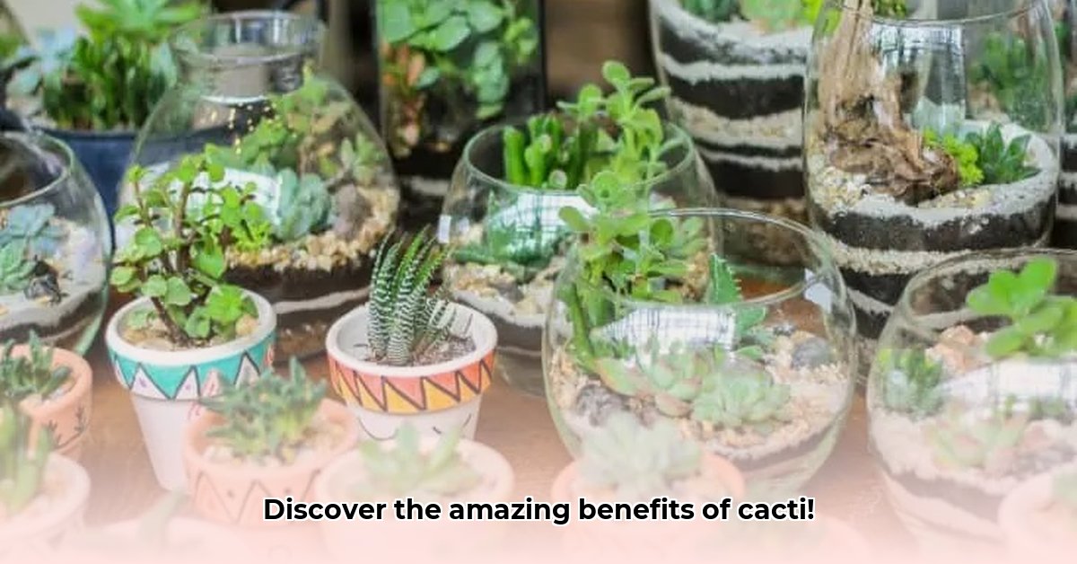 what-are-the-benefits-of-cactus-plant